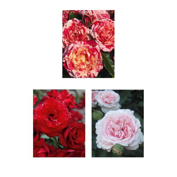 Beetrosen 3er Set mehrfarbig - 113993900000 - 1 - 588px