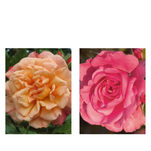 Rosen-Set Edle Partner - 113994400000 - 1 - 588px