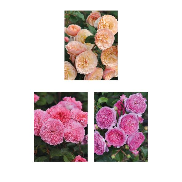 Essbare Rosen 3tlg. - 113994500000 - 1 - 588px