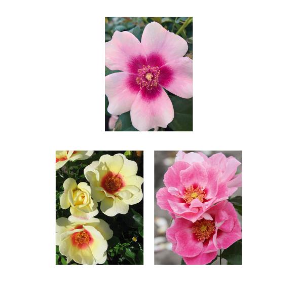 Rosen Auge des Orients 3tlg. - 113994700000 - 1 - 588px