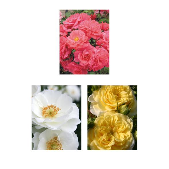 Kleinstrauch-Rosen mit ADR - 113994800000 - 1 - 588px