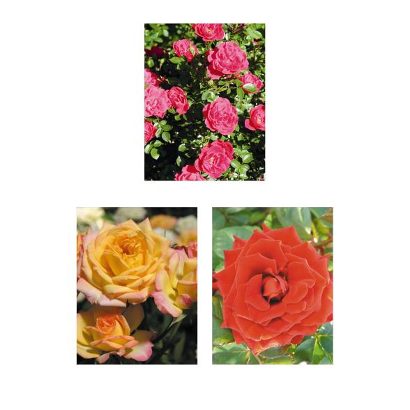 Rosen Klein aber Fein 3tlg. - 113995000000 - 1 - 588px