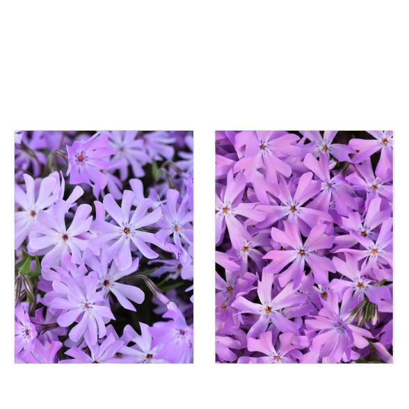Phlox in Bestform 2tlg. - 113995100000 - 1 - 588px