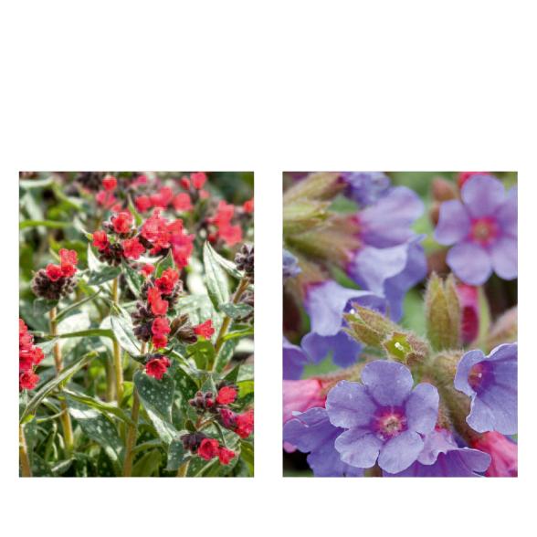 Die Frühblüher 2tlg. - 113995200000 - 1 - 588px