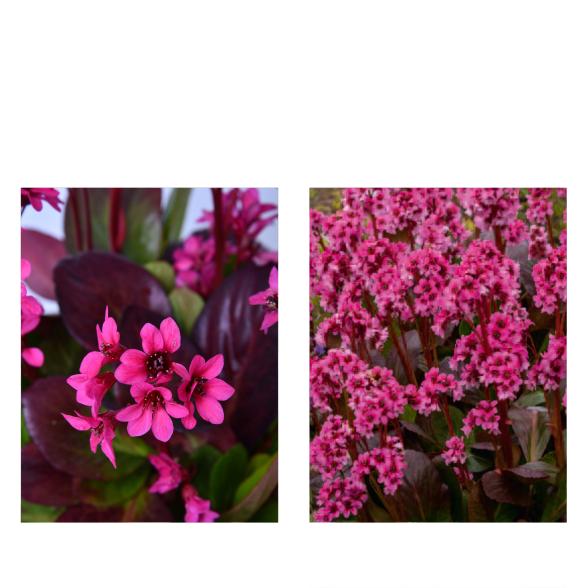 Bergenia-Set 2tlg. - 113995300000 - 1 - 588px