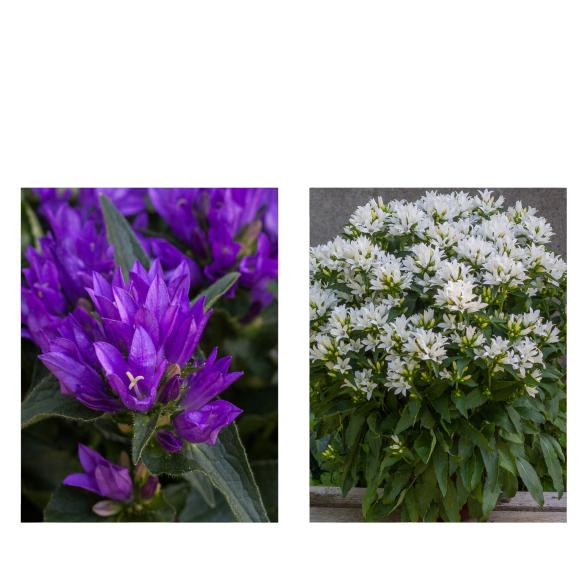 Farbenfrohe Glockenblumen 2tlg - 113995400000 - 1 - 588px