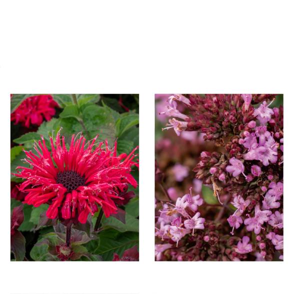 Stauden-Set 2tlg. - 113995500000 - 1 - 588px