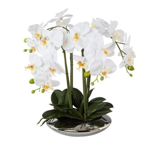 Orchidee weiß in Silberschale - 114006000000 - 1 - 588px