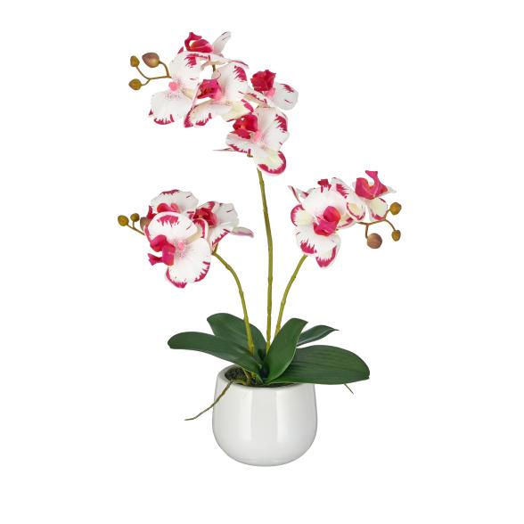 Orchidee Pink-Creme Real Touch - 114006700000 - 1 - 588px