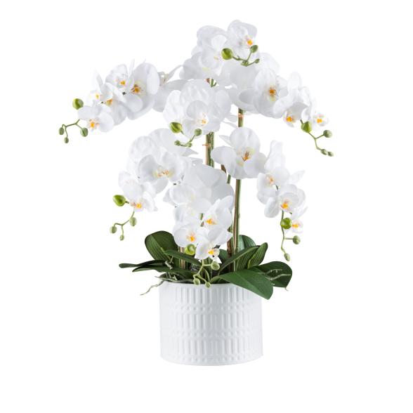 XXL-Orchidee Real Touch weiß 60cm - 114006800000 - 1 - 588px