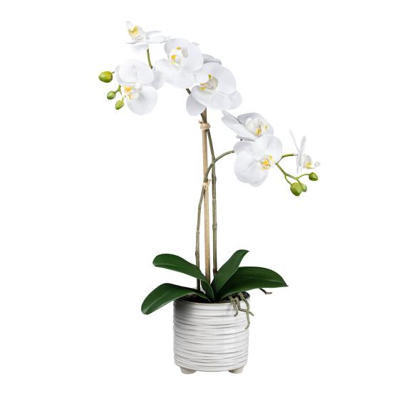 Orchidee im Keramiktopf weiß - 114007500000 - 1 - 588px
