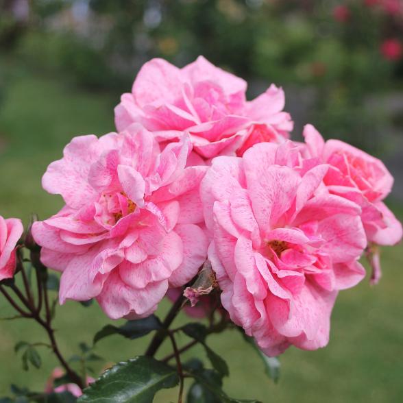 Strauchrose Lancelot - 114084000000 - 1 - 588px