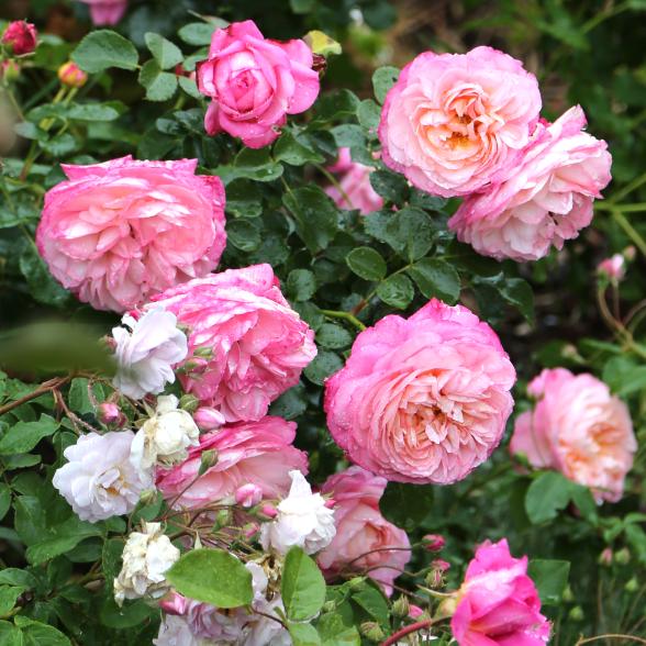 Strauchrose Kletter David - 114084200000 - 1 - 588px