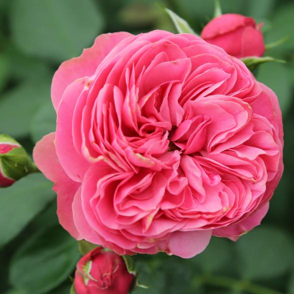 Edelrose rot Leonardo da Vinci - 114084300000 - 1 - 588px