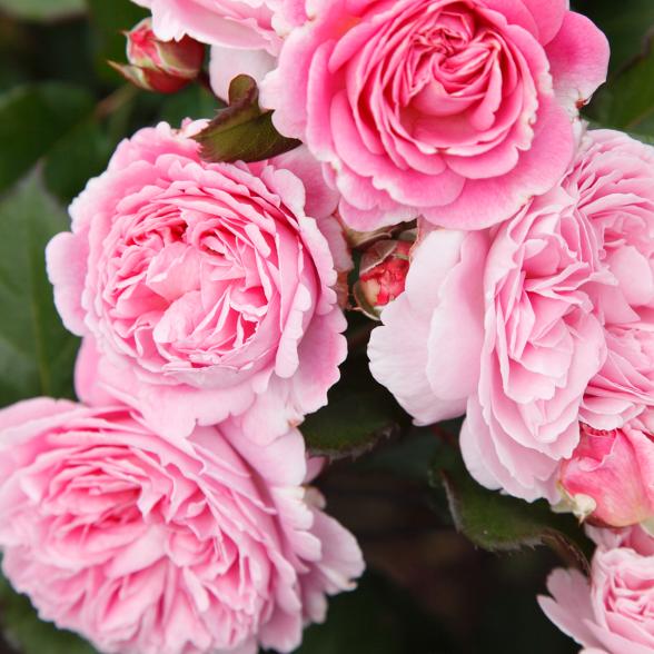 Parfuma Rose Marie Henriette - 114084400000 - 1 - 588px