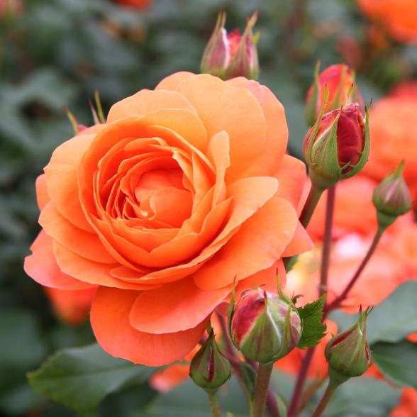 Beetrose Phoenix - 114084600000 - 1 - 588px