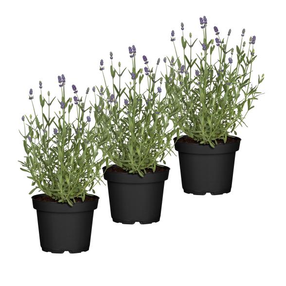Lavendel 3er Set - 114084700000 - 1 - 588px