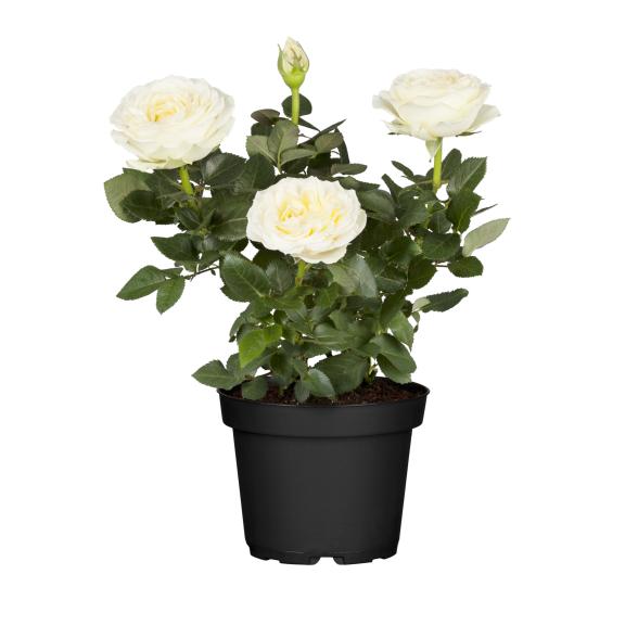 Rosenbusch 40-50cm creme - 114085100000 - 1 - 588px