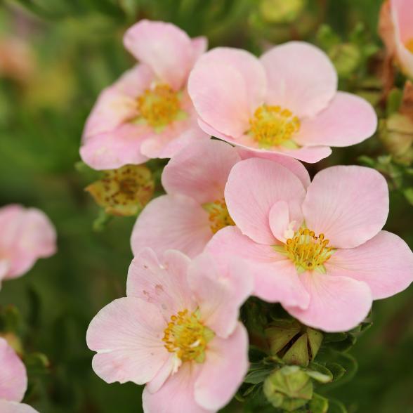 Fingerstrauch pink - 114143100000 - 1 - 588px