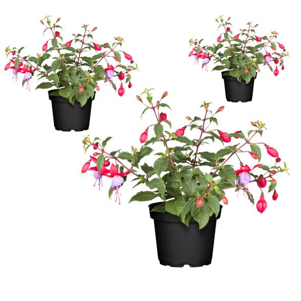 3er Set Fuchsia Nostalgie - 114144000000 - 1 - 588px