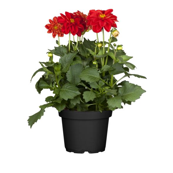 Dahlia dunkellaubig - 114144200000 - 1 - 588px