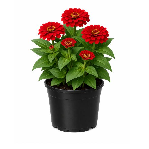 Zinnie rot - 114294500000 - 1 - 588px