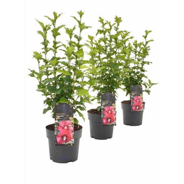 Hibiscus Roter Heinje - 114294700000 - 1 - 588px