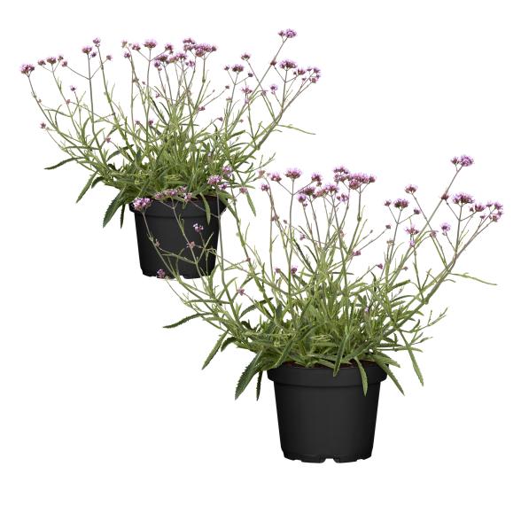 Eisenkraut 2er Set T13 - 114294800000 - 1 - 588px