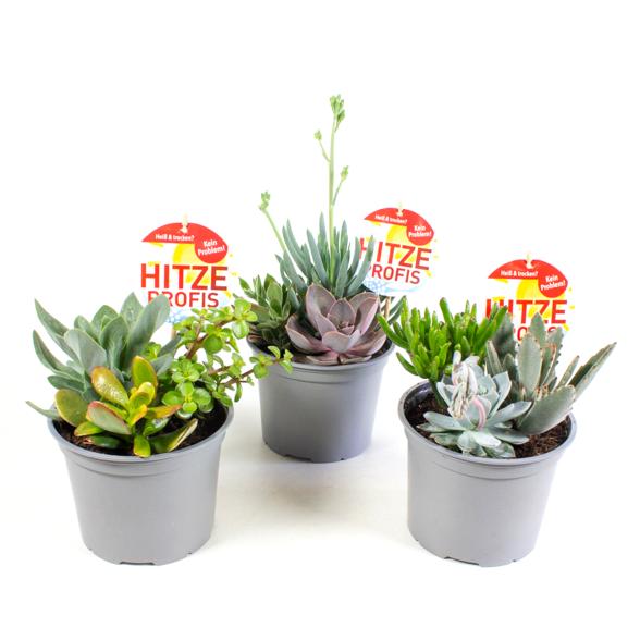 Hitzeprofis Trio 3er Set - 114294900000 - 1 - 588px