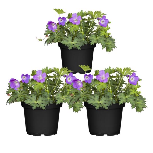 Storschnabel Rozanne 3er Set - 114295000000 - 1 - 588px