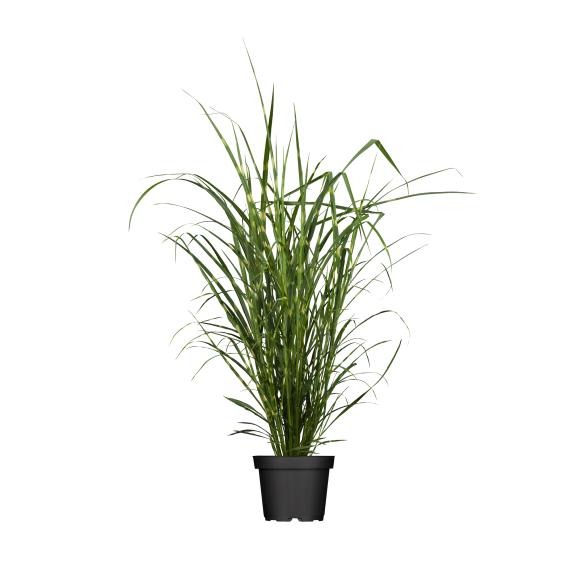 Zebragras T23 - 114295100000 - 1 - 588px