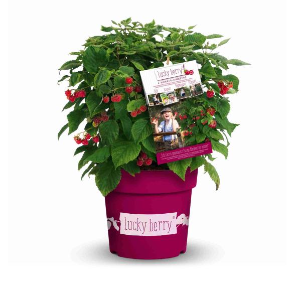 Himbeere "Lucky Berry" - 114295300000 - 1 - 588px