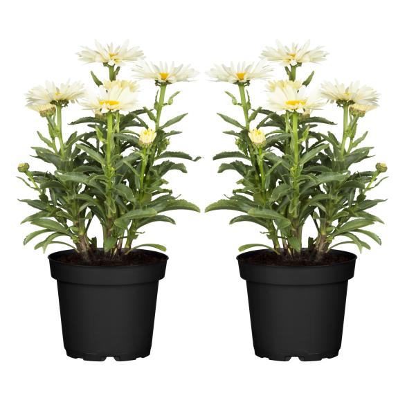 Garten-Margerite T13 2er Set - 114295400000 - 1 - 588px