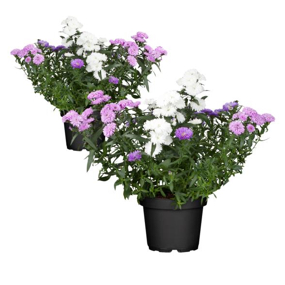 Aster trio 2er Set - 114295800000 - 1 - 588px