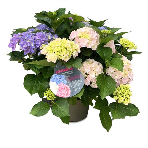 Bauernhortensie trio T22 cm - 114296400000 - 1 - 588px