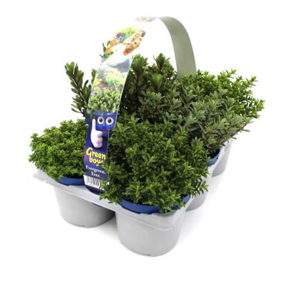 Hebe 6er Pack - 114375800000 - 1 - 588px