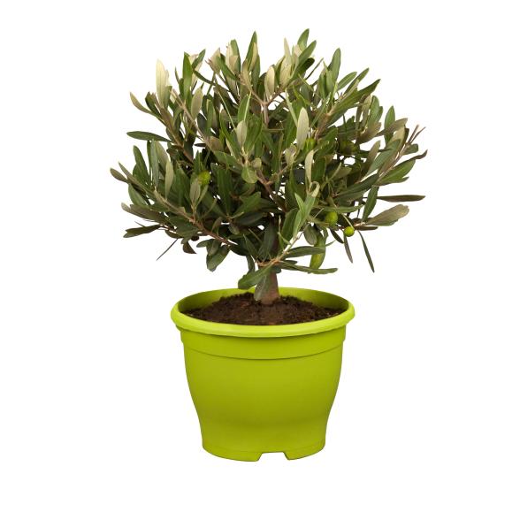 Olivenbaum 25/30 cm - 114376000000 - 1 - 588px