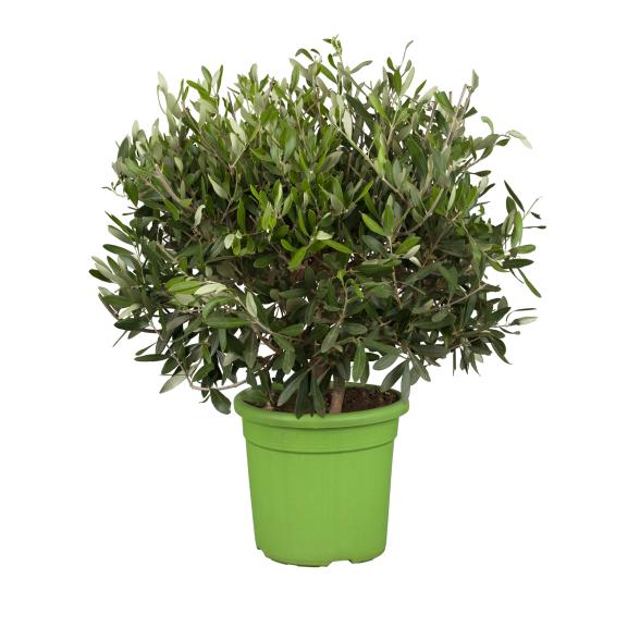 Olivenbaum 40/50 cm - 114376100000 - 1 - 588px