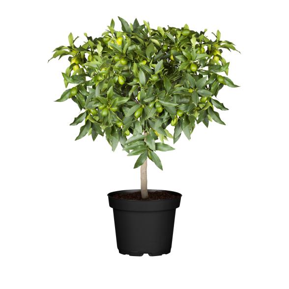 Limette Ministamm - 114376200000 - 1 - 588px