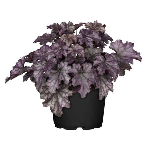 Purpurglöckchen Violett - 114377000000 - 1 - 588px