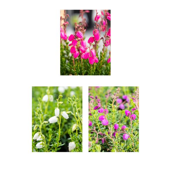 Irische Heide trio 3er Set - 114377300000 - 1 - 588px