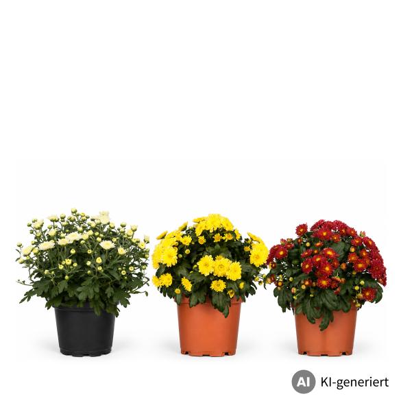 Herbst-Chrysantheme 3er Set - 114377500000 - 1 - 588px