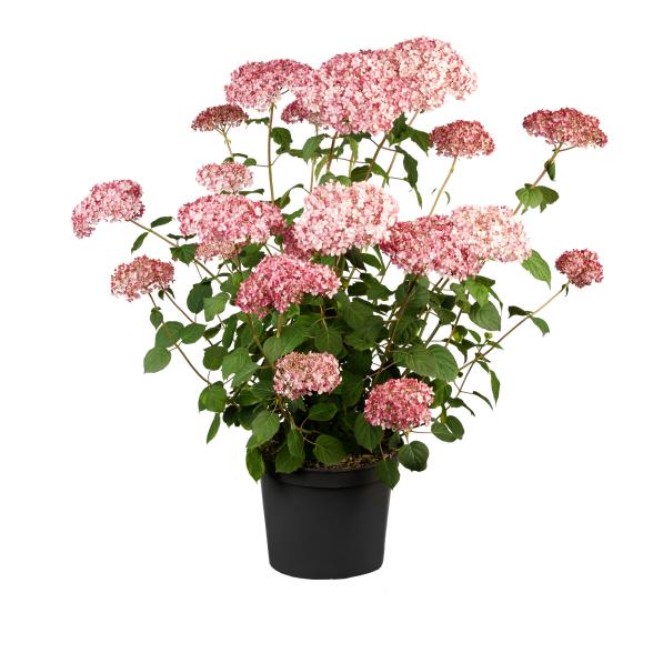 Hortensie 'Pink Annabelle'® - 114378400000 - 1 - 588px
