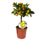 Zitrus Mix Stamm T15 40cm - 112922000000 - 1 - 140px