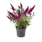 Summer Kids weinrot "Leni" - 112998000000 - 1 - 140px