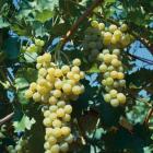 Weinrebe Polo - 113090700000 - 1 - 140px