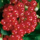 Johannisbeere rot - 113091100000 - 1 - 140px