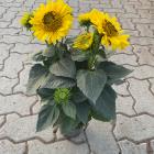 Winterharte Sonnenblume - 113091400000 - 2 - 140px