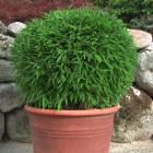 Bambus "Moontears" (S) - 113091500000 - 1 - 140px