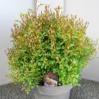 Lilly Rose Kleinstrauchrose - 113166900000 - 1 - 140px